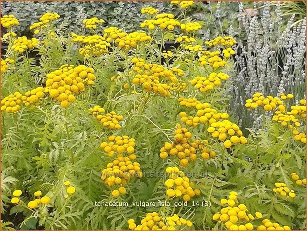 Tanacetum vulgare 'Isla Gold' | Boerenwormkruid, Wormkruid