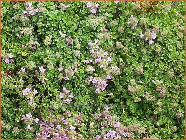 Thymus 'Elfin' | Kruiptijm, Tijm