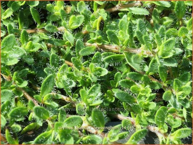 Thymus praecox 'Bressingham' | Kruiptijm, Tijm | Frühblühender Thymian