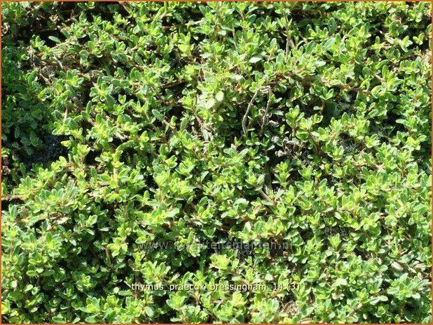 Thymus praecox 'Bressingham' | Kruiptijm, Tijm | Frühblühender Thymian