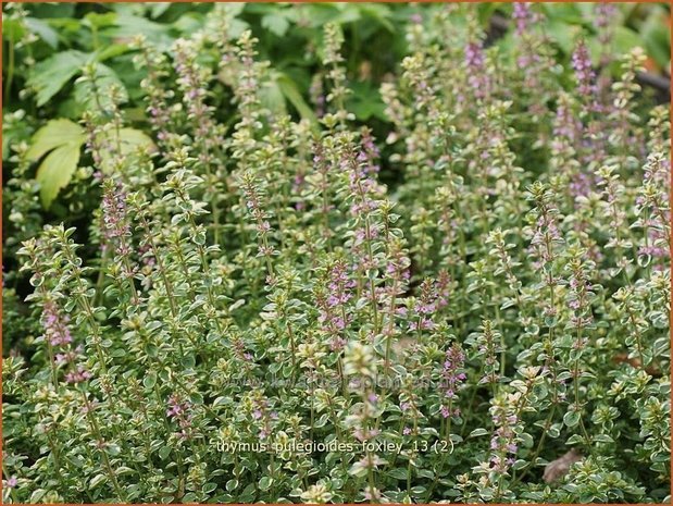Thymus pulegioides 'Foxley' | Grote tijm, Tijm
