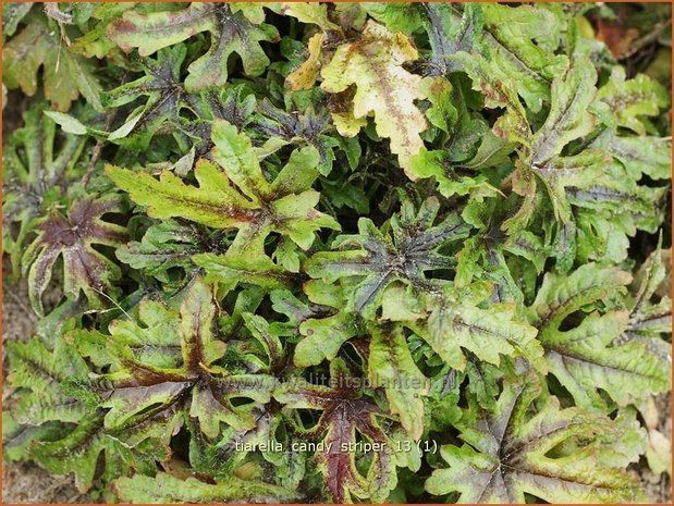 Tiarella 'Candy Striper' | Schuimbloem, Perzische muts
