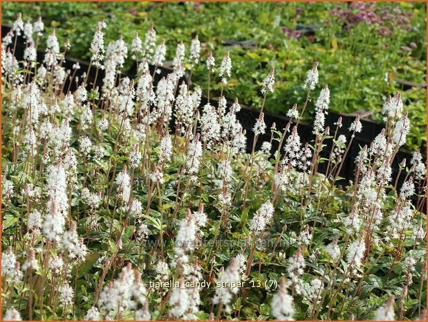 Tiarella 'Candy Striper' | Schuimbloem, Perzische muts