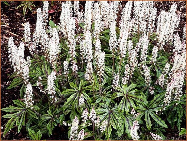 Tiarella 'Candy Striper' | Schuimbloem, Perzische muts