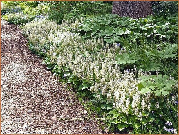 Tiarella cordifolia 'Moorblut' | Schuimbloem, Perzische muts