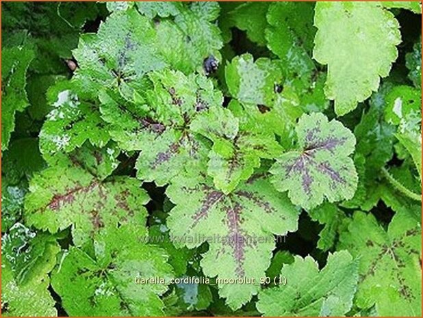 Tiarella cordifolia 'Moorblut' | Schuimbloem, Perzische muts