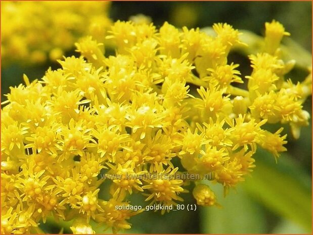 Solidago 'Goldkind' | Guldenroede