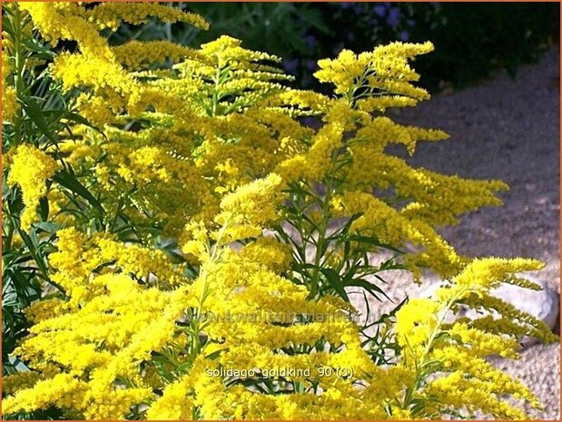 Solidago 'Goldkind' | Guldenroede