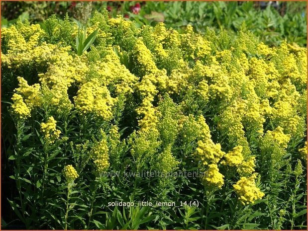 Solidago 'Little Lemon' | Guldenroede