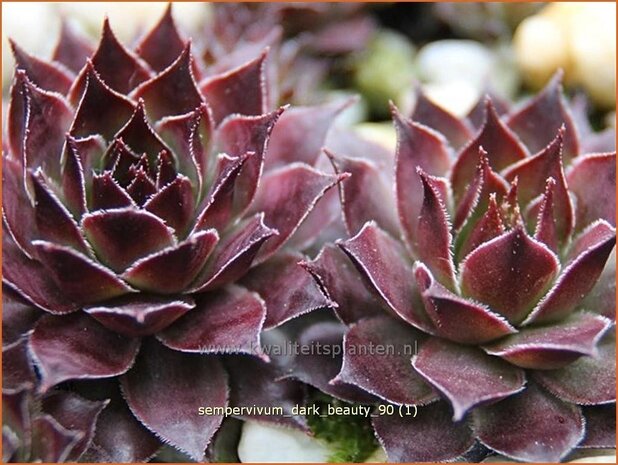 Sempervivum 'Dark Beauty' | Huislook, Donderblad | Hauswurz | Houseleek