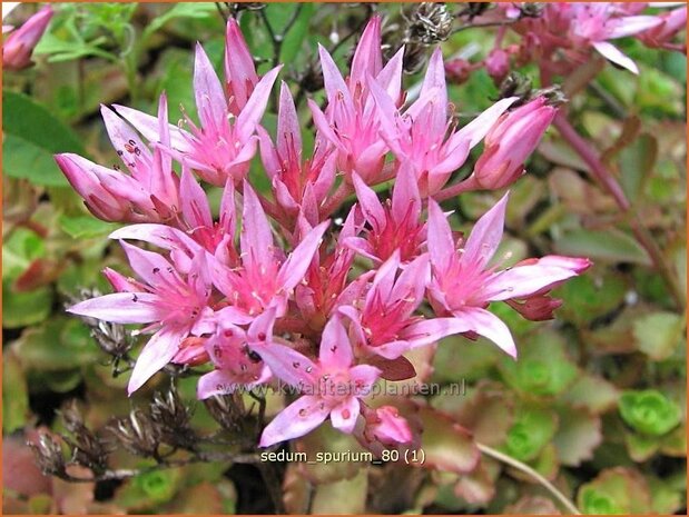 Sedum spurium | Hemelsleutel, Vetkruid