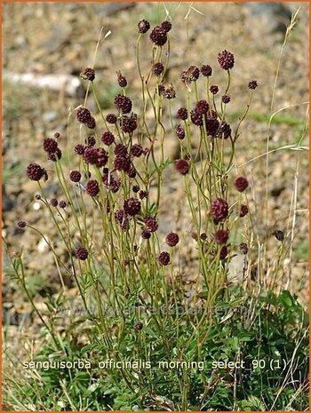 Sanguisorba officinalis 'Morning Select' | Pimpernel