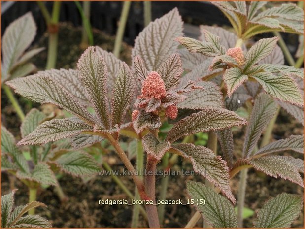 Rodgersia 'Bronze Peacock' | Schout-bij-nacht, Kijkblad | Schaublatt