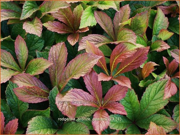 Rodgersia 'Bronze Peacock' | Schout-bij-nacht, Kijkblad | Schaublatt