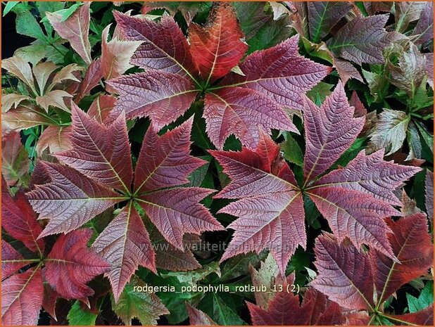 Rodgersia podophylla 'Rotlaub' | Schout-bij-nacht, Kijkblad