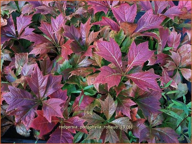 Rodgersia podophylla 'Rotlaub' | Schout-bij-nacht, Kijkblad