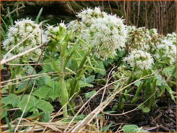 Petasites albus | Wit hoefblad, Allemansverdriet, Pestwortel, Hoefblad