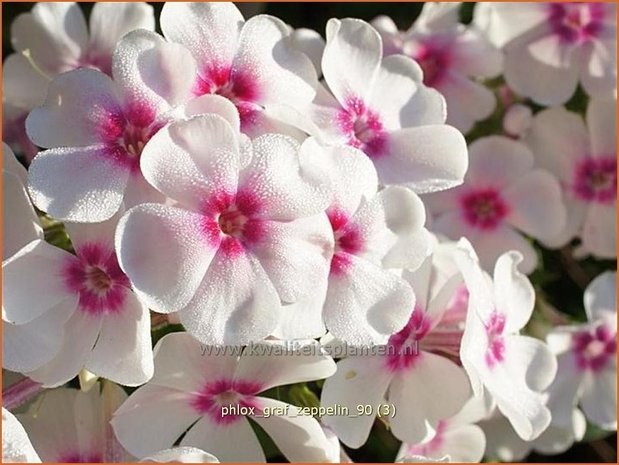 Phlox &#39;Green Lion&#39; | Hoge vlambloem, Vlambloem, Flox, Floks | Hohe Flammenblume