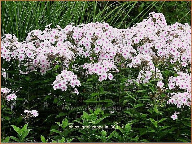 Phlox &#39;Green Lion&#39; | Hoge vlambloem, Vlambloem, Flox, Floks | Hohe Flammenblume