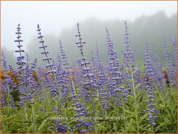 Perovskia atriplicifolia 'Lacey Blue' | Russische salie, Blauwspirea, Reuzenlavendel | Meldebl&auml;ttrige Blau