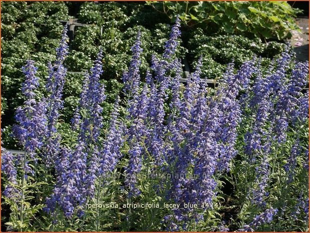Perovskia atriplicifolia 'Lacey Blue' | Russische salie, Blauwspirea, Reuzenlavendel | Meldebl&auml;ttrige Blau