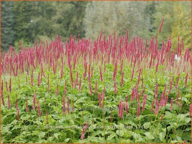Persicaria amplexicaulis 'Seven Oaks Village' | Duizendknoop, Adderwortel