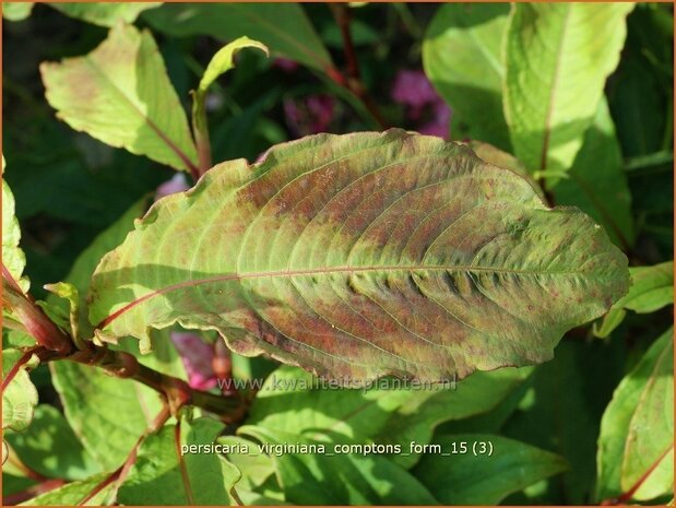 Persicaria virginiana 'Compton's Form' | Duizendknoop