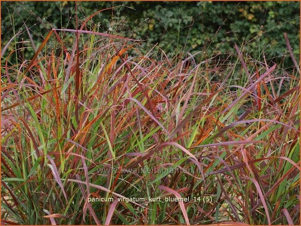 Panicum virgatum 'Kurt Bluemel' | Vingergras, Parelgierst | Rutenhirse