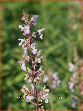 Nepeta nuda 'Purple Cat' | Kattekruid, Kattenkruid
