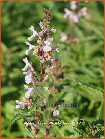 Nepeta nuda 'Purple Cat' | Kattekruid, Kattenkruid