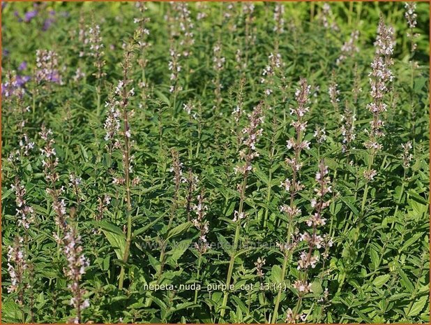 Nepeta nuda 'Purple Cat' | Kattekruid, Kattenkruid