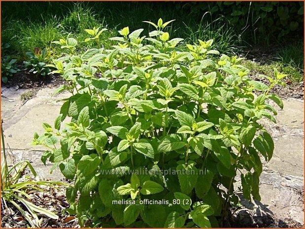 Melissa officinalis | Citroenmelisse, Melisse