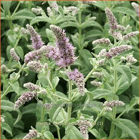Mentha longifolia 'Buddleia' | Hertsmunt, Bosmunt, Munt