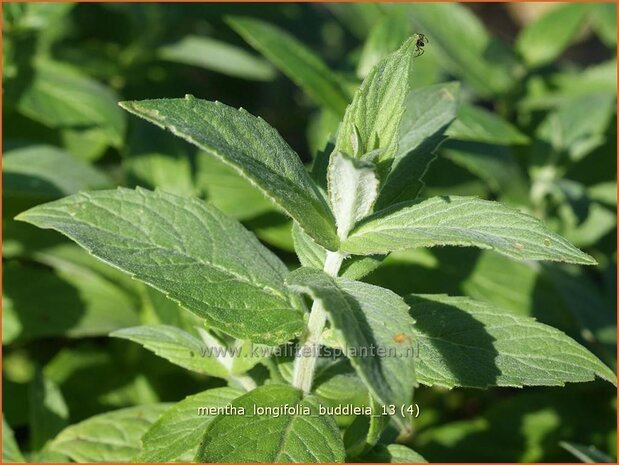 Mentha longifolia 'Buddleia' | Hertsmunt, Bosmunt, Munt