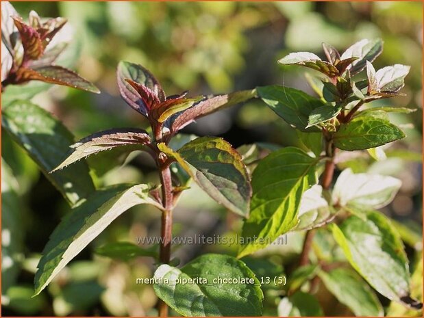 Mentha piperita 'Chocolate' | Pepermunt, Munt | Pfefferminze
