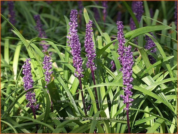 Liriope muscari 'Purple Passion' | Leliegras