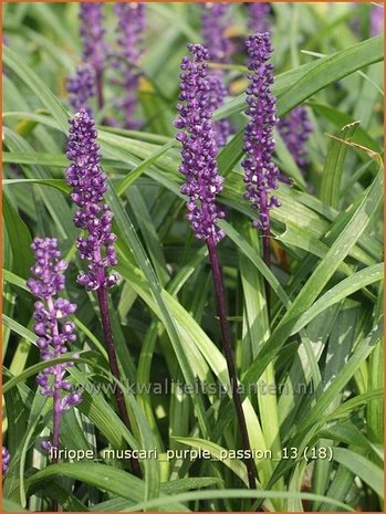 Liriope muscari 'Purple Passion' | Leliegras