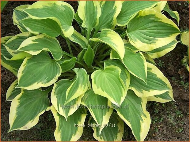 vHosta 'Pilgrim' | Hartlelie, Funkia