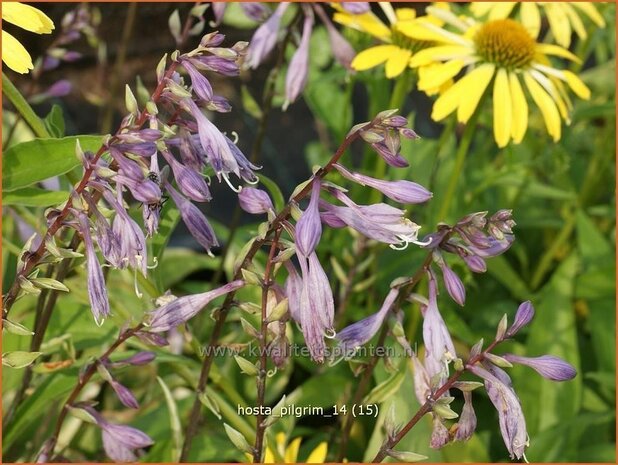 vHosta 'Pilgrim' | Hartlelie, Funkia