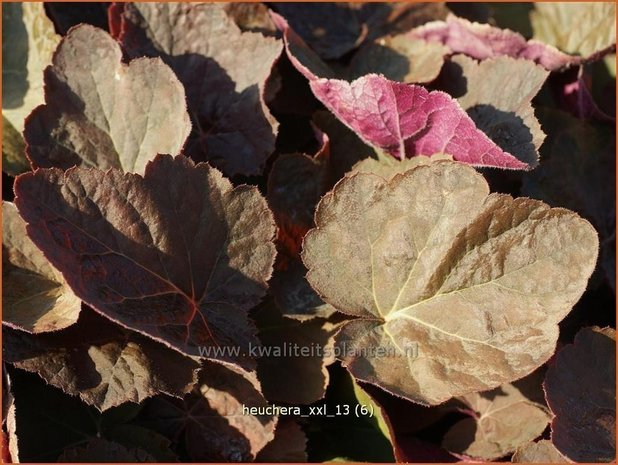 Heuchera 'XXL' | Purperklokje