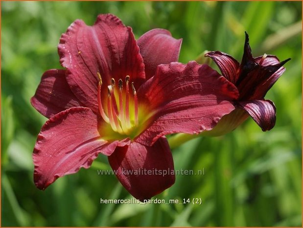 Hemerocallis 'Pardon Me' | Daglelie