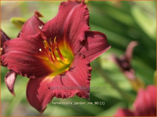 Hemerocallis 'Pardon Me' | Daglelie