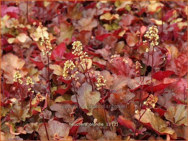 Heuchera 'Blondie' | Purperklokje