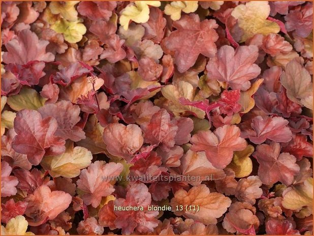 Heuchera 'Blondie' | Purperklokje