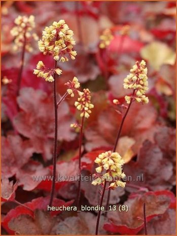 Heuchera 'Blondie' | Purperklokje