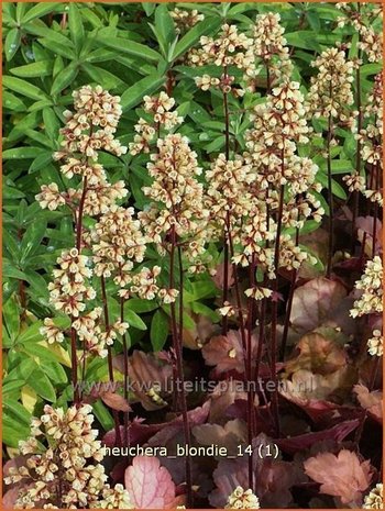 Heuchera 'Blondie' | Purperklokje
