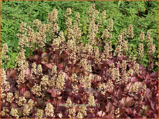 Heuchera 'Blondie' | Purperklokje