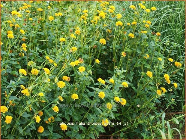 Heliopsis helianthoides 'Asahi' | Zonneoog