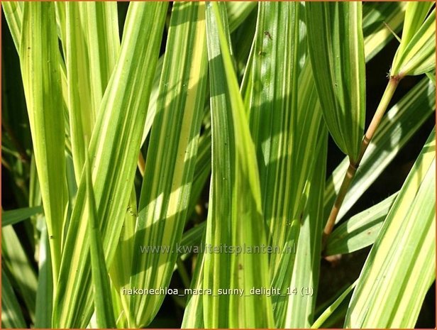 Hakonechloa macra 'Sunny Delight' | Japans siergras