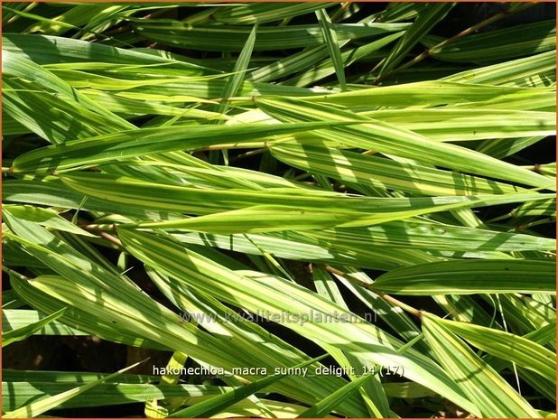 Hakonechloa macra 'Sunny Delight' | Japans siergras